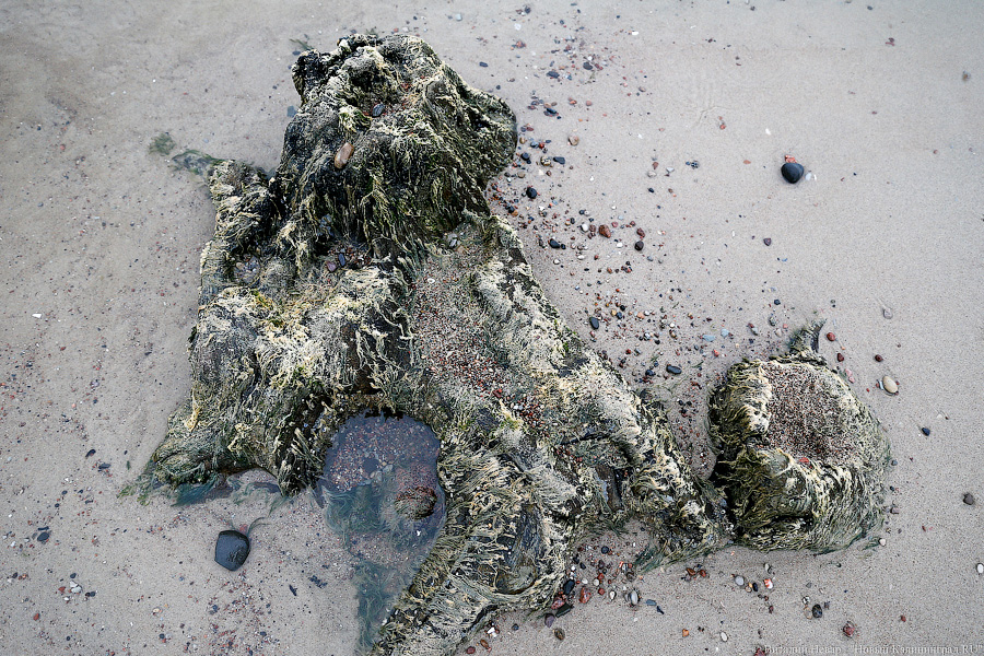 Лучше Афродиты: море подарило калининградцам остатки реликтового леса (фото)