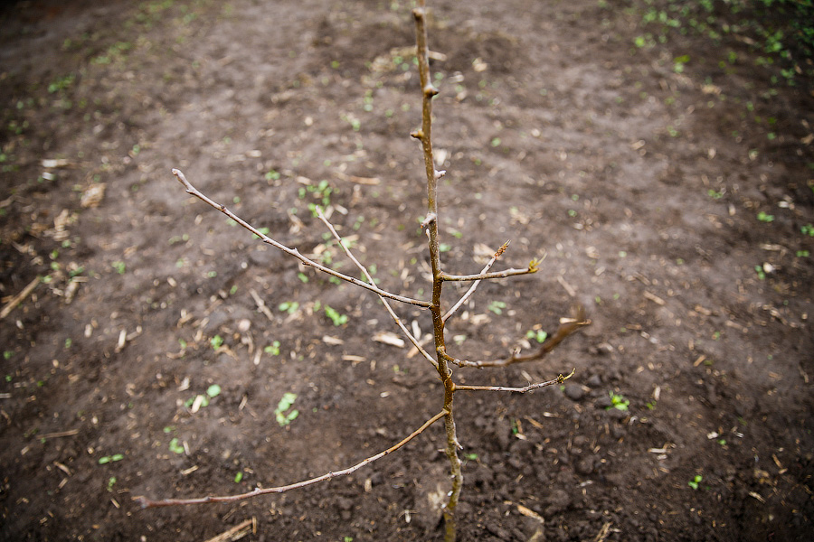На один земельный участок в Калининграде многодетные подают до 93 заявок
