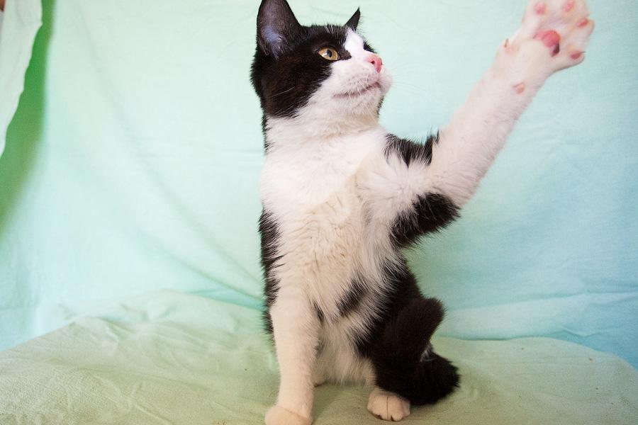 Хозяйка домашнего приюта в Светлогорске: «Мои животные не воют, не лают»