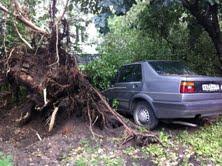 На улице Мукомольной упавшее дерево повредило припаркованный автомобиль