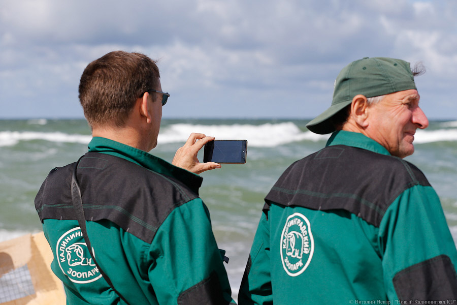 Тюлений «выпускной»: как животные из зоопарка обрели свободу на Балтике