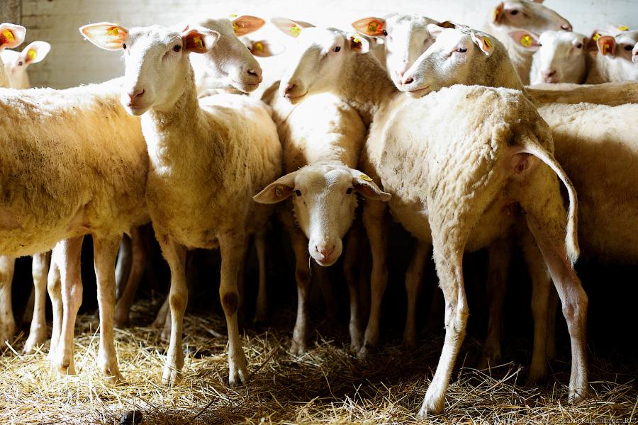Овцы, козы, перепела: как министр сельского хозяйства к фермерам ездил