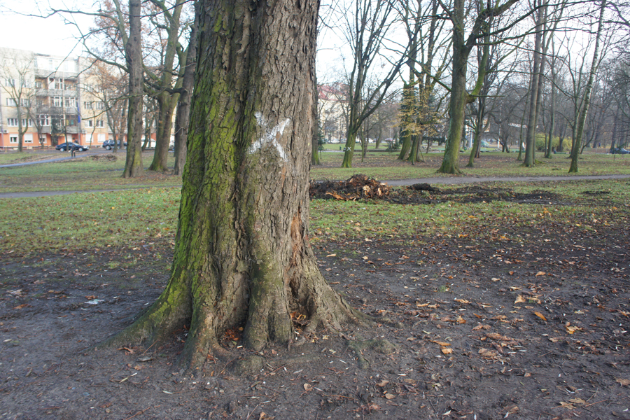 Под реконструкцию Аллеи Смелых разрешили вырубить 484 дерева