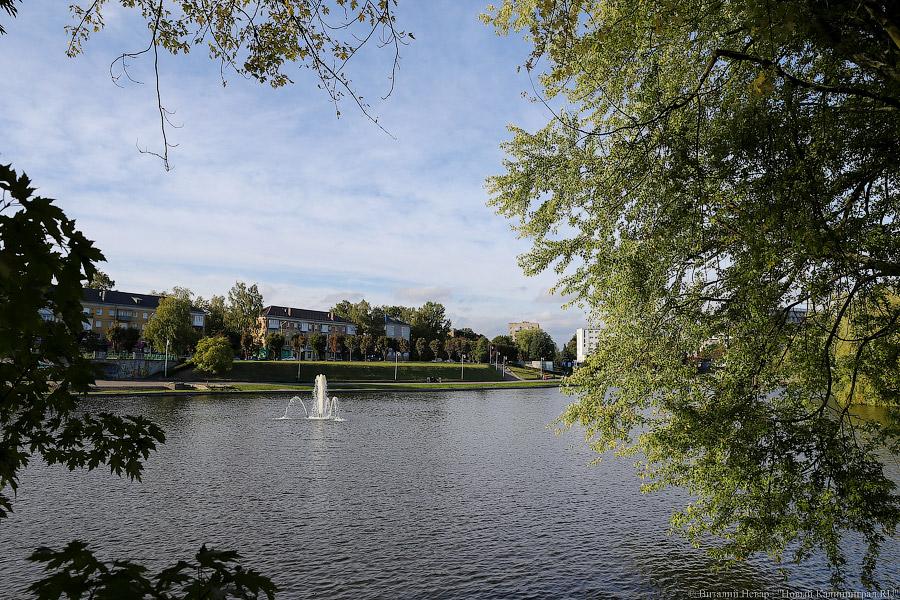 Чтобы жертв не было: власти Калининграда жалеют, что обрезали не все деревья