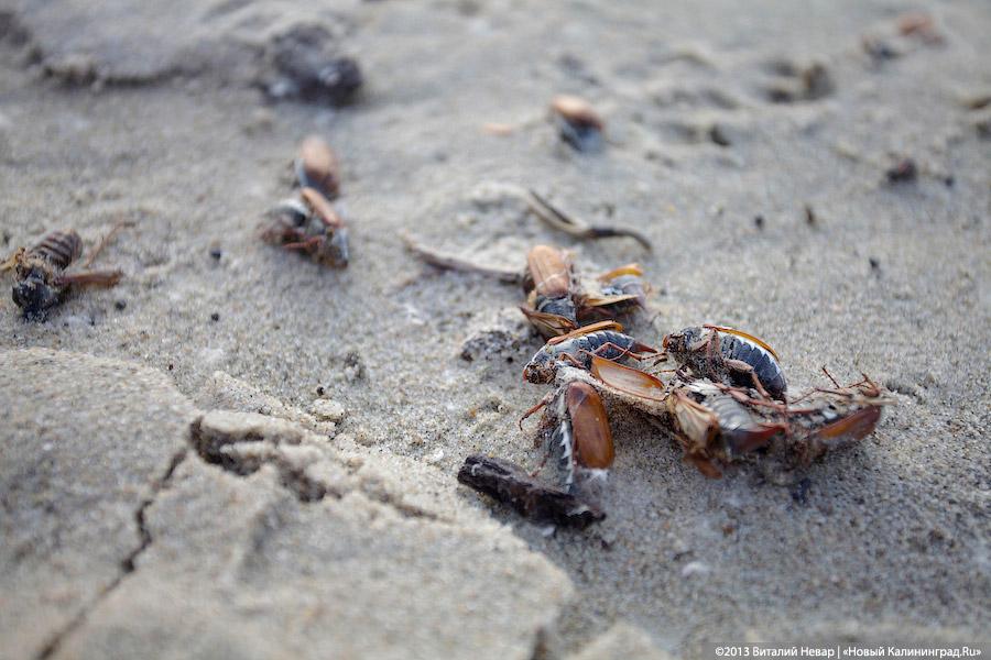 А жук и ныне там: мертвые насекомые разлагаются на побережьях области