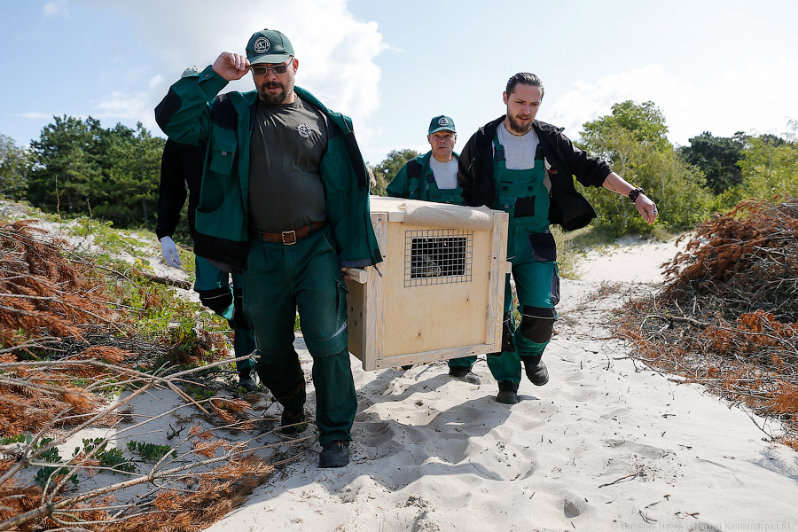 Тюлений «выпускной»: как животные из зоопарка обрели свободу на Балтике