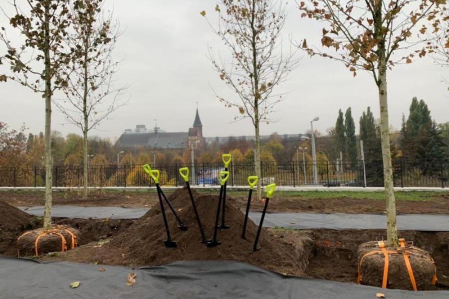 «Такая технология»: специалист объяснила, почему платаны посадили в сетке и с ремнями