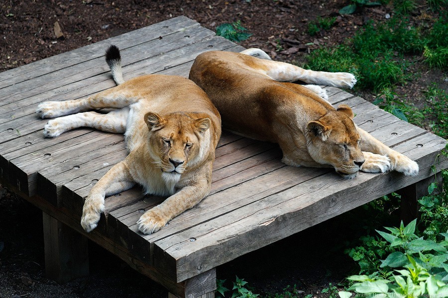 Дистанция в одного кенгуру: первый день работы Калининградского зоопарка (фото)