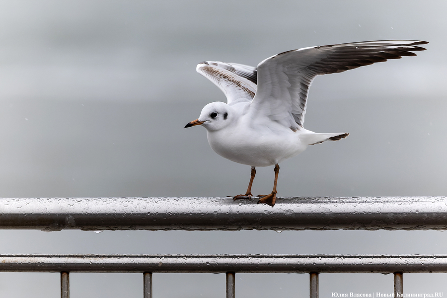 Штормовая вселенная: как циклон «Золтан» накрыл Зеленоградск (фото)