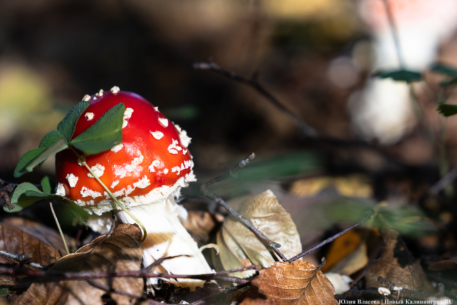 Они пошли: фоторепортаж с открытия «тихой охоты» в Калининградской области (фото)