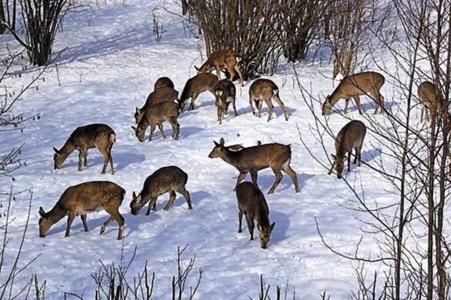 В Калининградской области намерены продолжить учет животных в охотничьих угодьях