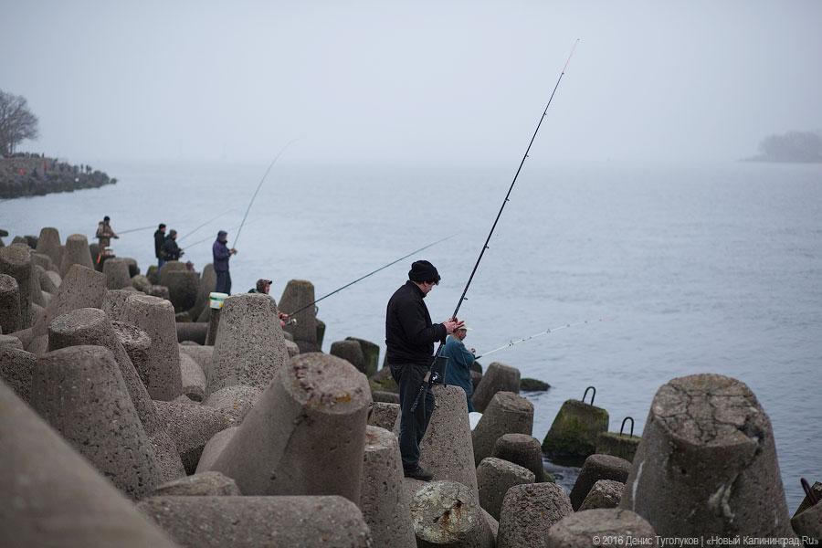Шашлычная путина: как прошел День салаки в Балтийске