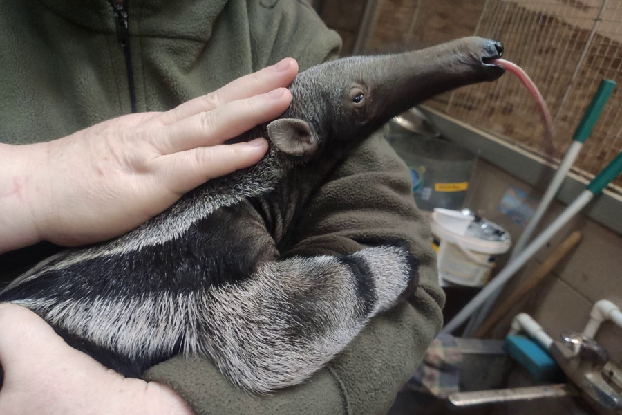 В Калининградском зоопарке родился детёныш гигантского муравьеда (фото) (видео)