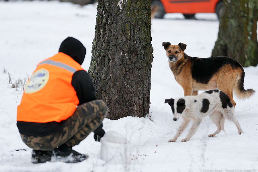 «Петля, намордник, ошейник»: как волонтеры бездомных собак отлавливают