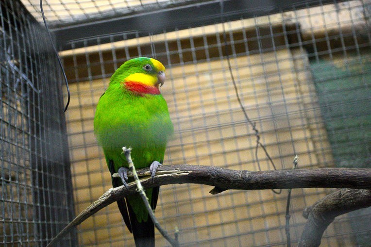 В Калининградском зоопарке планируют открыть проходной вольер с попугаями