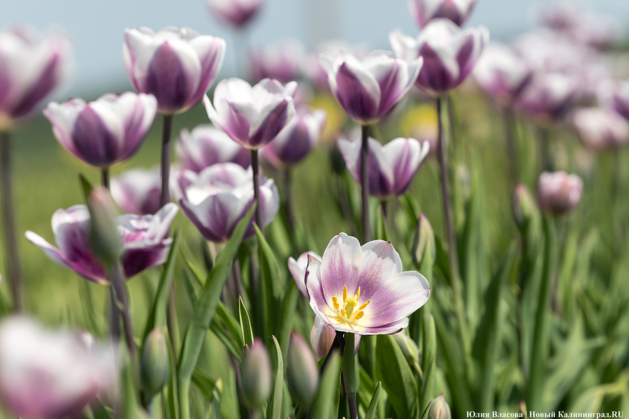 В Калинково открыли для посетителей тюльпановое поле (фото)