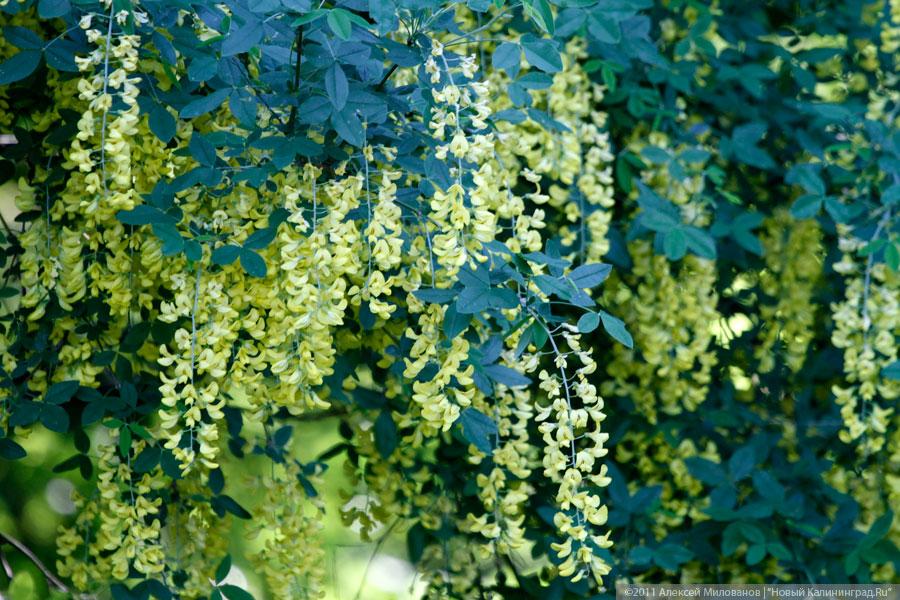 "Самая зеленая зона": фоторепортаж "Нового Калининграда.Ru"