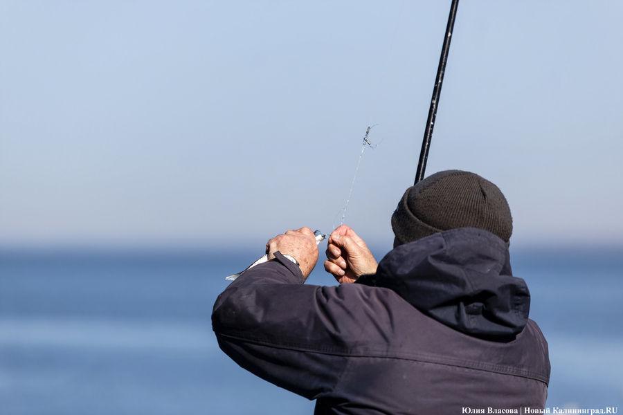 По несколько рыбин за раз: в Балтийске начался массовый лов салаки