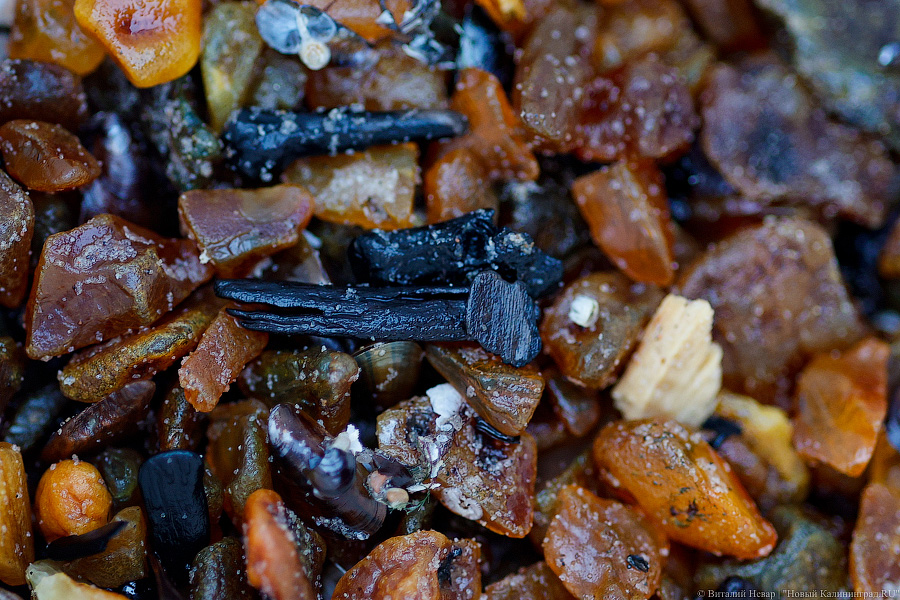 Лучшее время: как в Пионерском ловят янтарь после шторма (фото)