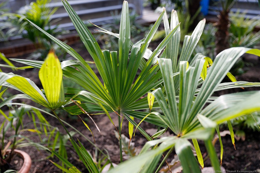 Дом для кактусов: в Ботаническом саду Калининграда открыли оранжерею (фото)