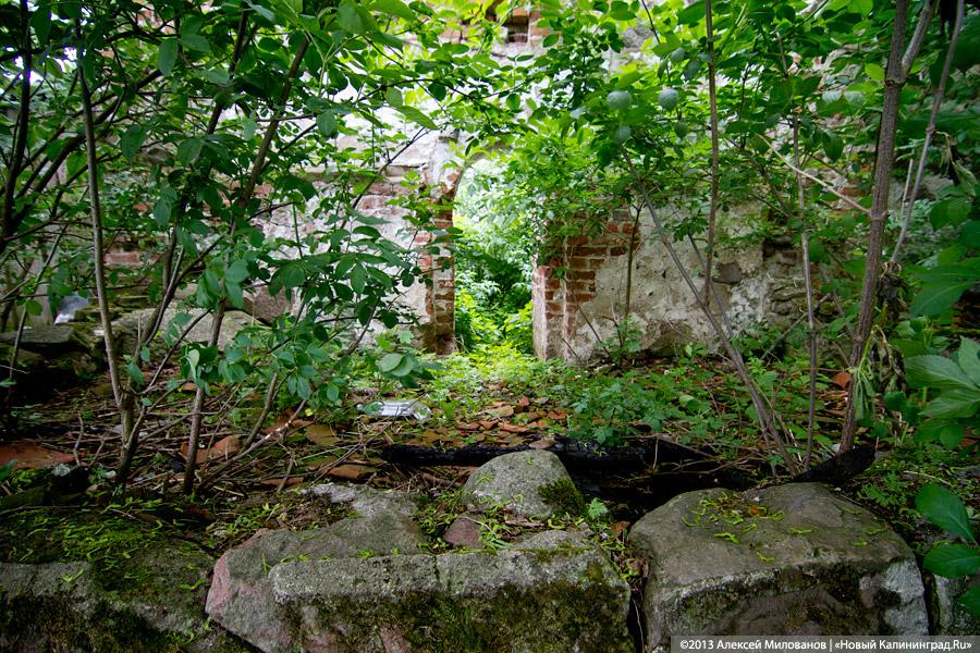 Забытые могилы: кирха и кладбище в поселке Тишино зарастают деревьями