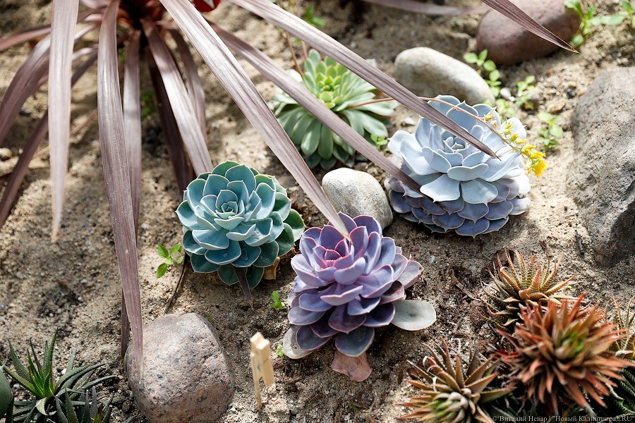 Дом для кактусов: в Ботаническом саду Калининграда открыли оранжерею (фото)