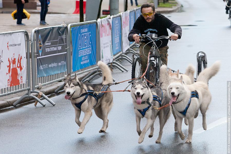Распогодилось: что было на четвёртом калининградском «Дне колеса» (видео)