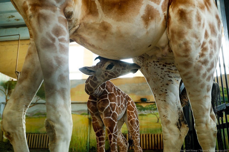 Любит веточки и маму: фоторепортаж из павильона, где живет новорожденный жираф (фото)