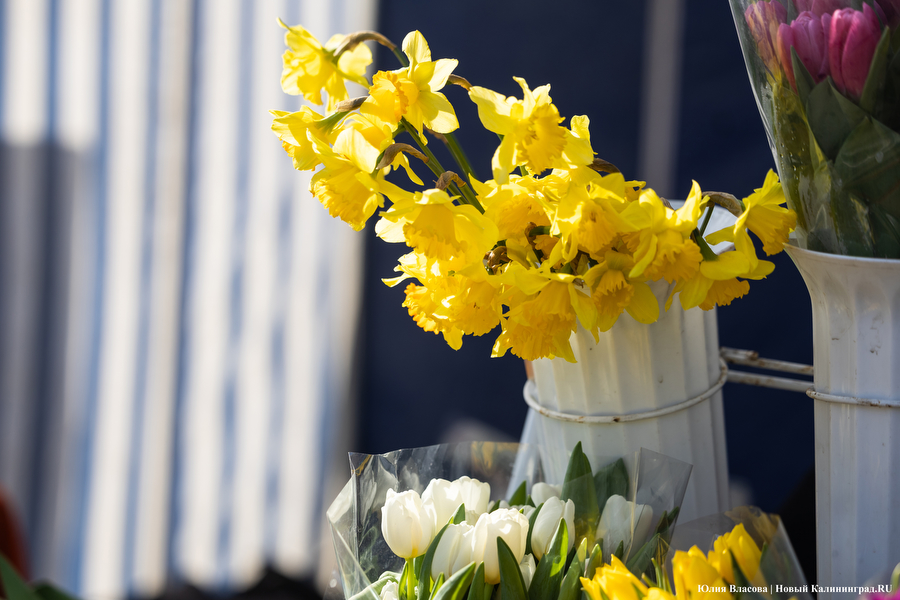 Мимозно-тюльпанный ажиотаж: Калининград накрыла традиционная цветочная лихорадка (фото)