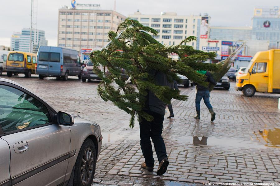 «Время наряжать ёлки»: фоторепортаж с улиц и торговых центров города