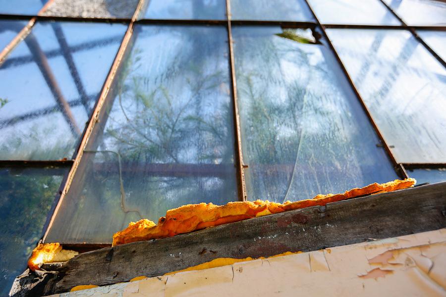 Экзотика в руинах: аварийные оранжереи Ботанического сада и их будущее