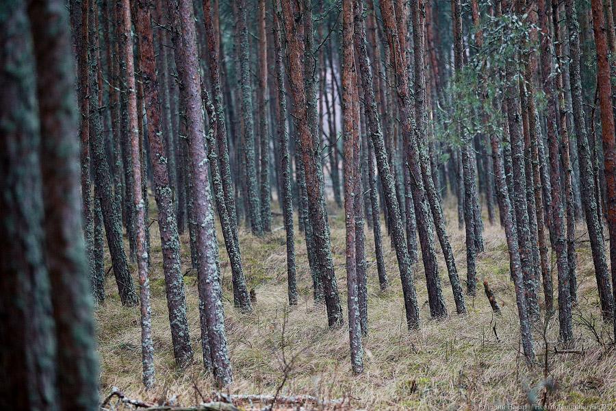 На ловца и лось бежит: как на Куршской косе зверей считали (фото)