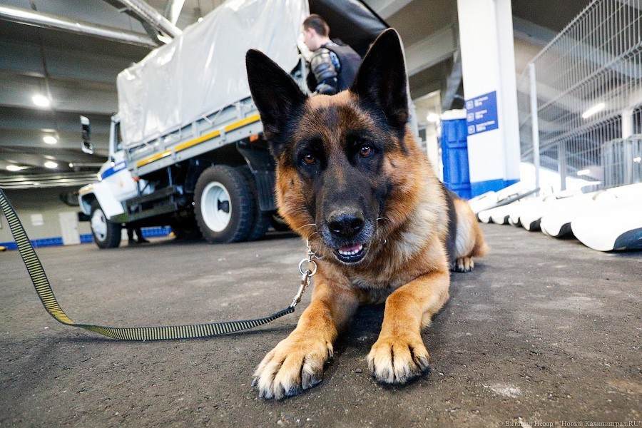 Сборная России дожала Казахстан в Калининграде. Почти вышли на Евро-2020 (фото)