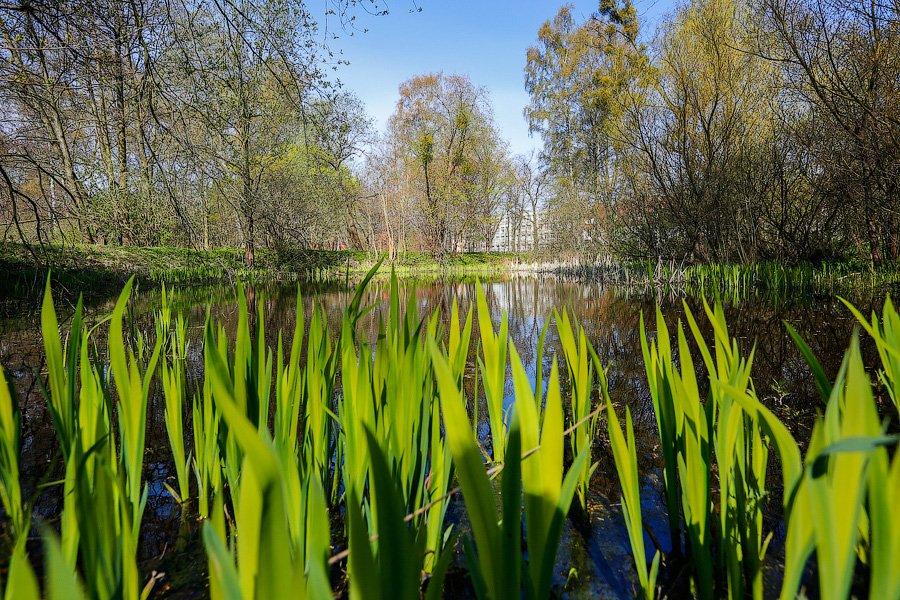 Пастораль ручной работы: весенний Ботанический сад