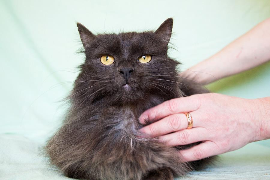 Хозяйка домашнего приюта в Светлогорске: «Мои животные не воют, не лают»