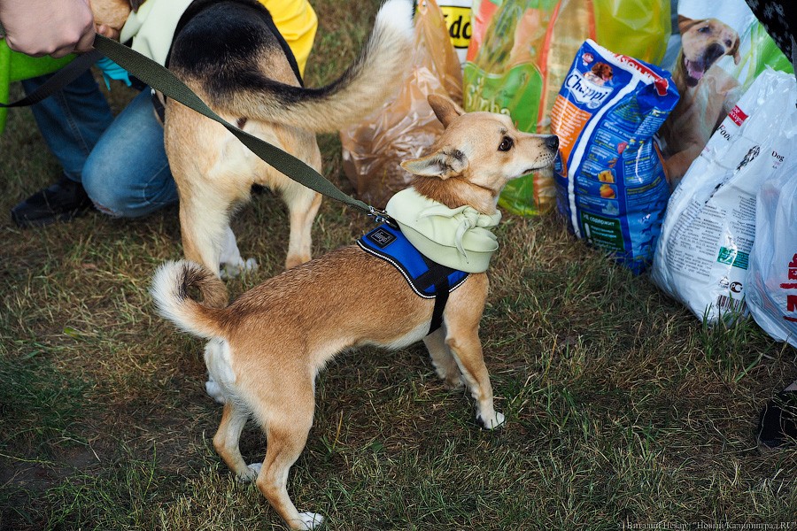 Подари мне дом: на Верхнем озере организовали выставку бездомных животных