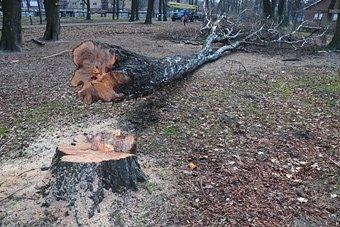 В Южном парке началась вырубка деревьев под мечеть