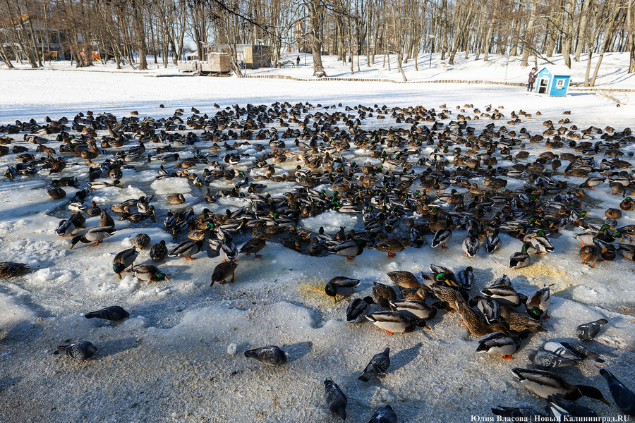 Ледяной плен: в парке Зеленоградска спасают замерзающих уток (фото)