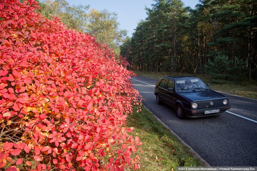 Багрец и золото: яркая осень на Куршской косе (фото)