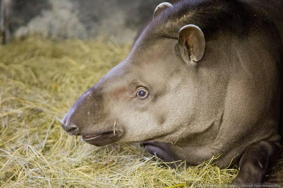 Накануне зимней спячки: зачем стоит идти в зоопарк осенью