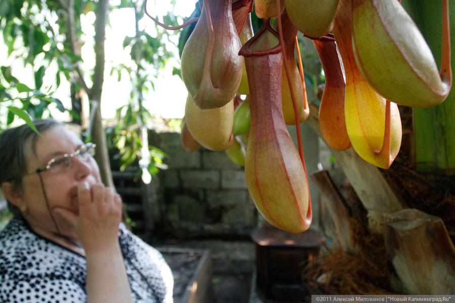 "Самая зеленая зона": фоторепортаж "Нового Калининграда.Ru"