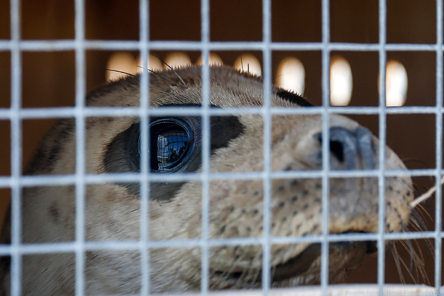 Тюлений «выпускной»: как животные из зоопарка обрели свободу на Балтике