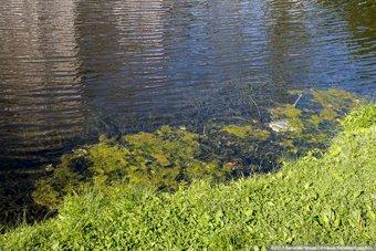 В Калининграде вновь обнаружили незаконные сбросы нечистот в городские ручьи
