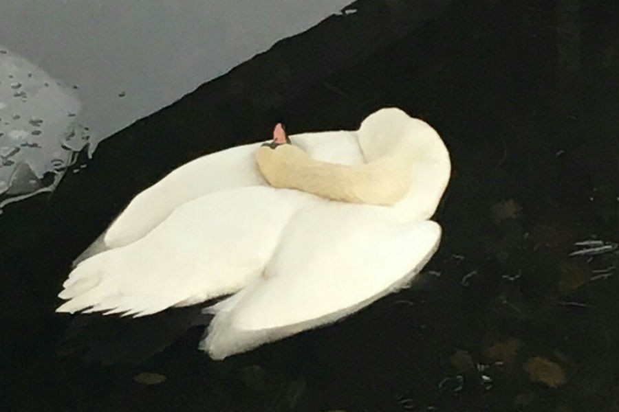 Волонтеры сообщили о гибели отравленных уток и лебедей на озере Поплавок