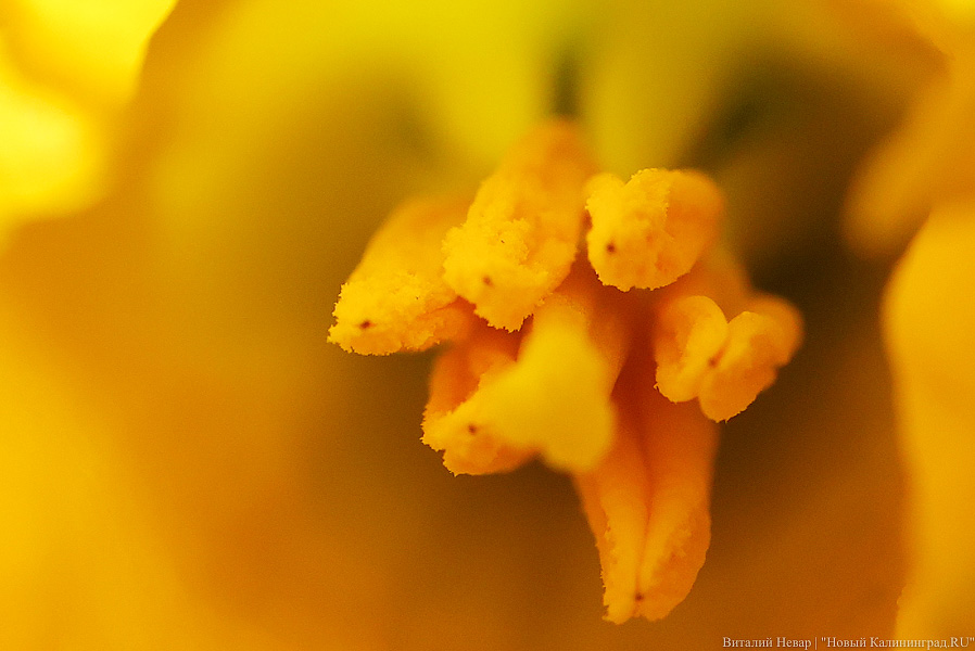 Тот, кто любит цветы: в Калининграде цветёт Ботанический сад (фото)