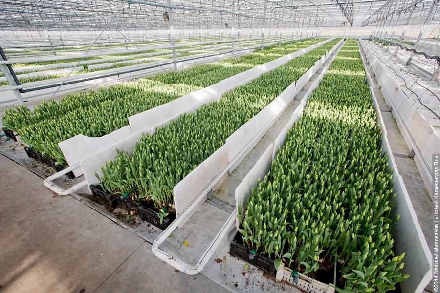 Букет к празднику: в Калинково вырастили 6 миллионов тюльпанов