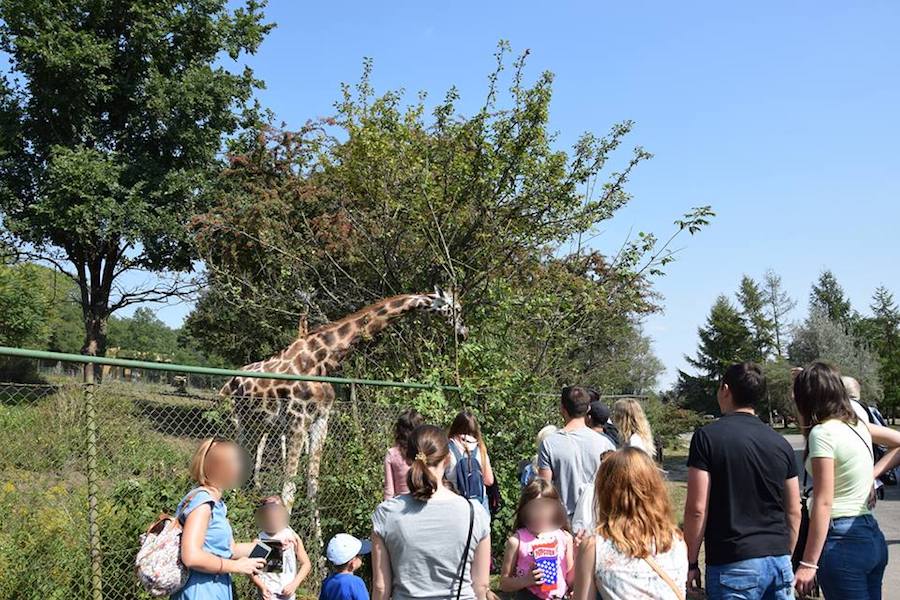 «Плачем от бессилия»: в польском зоопарке умер жираф, которого накормили чипсами