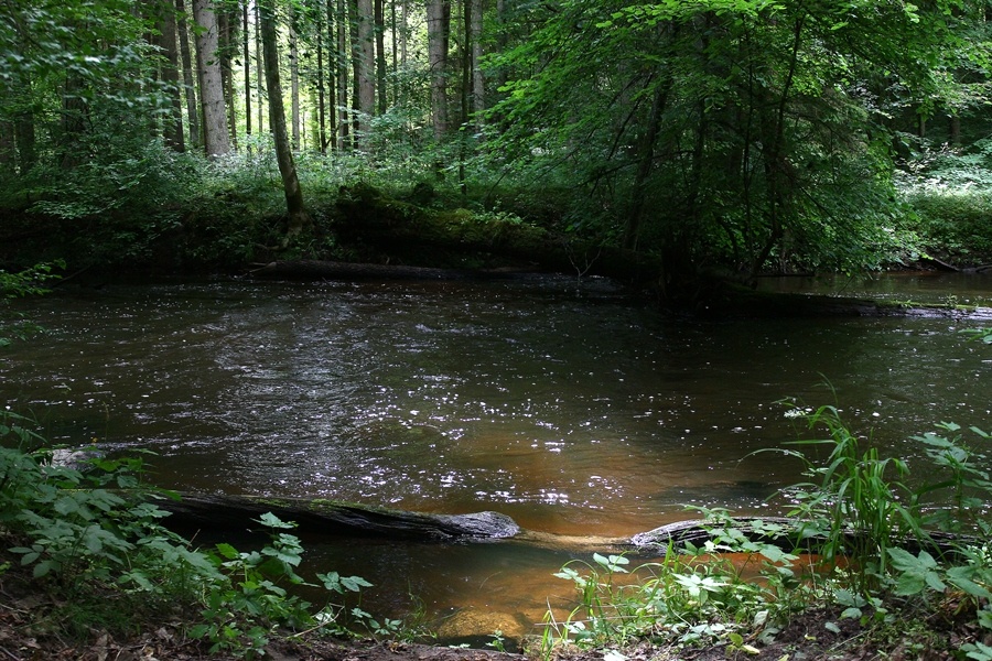 Сто дней после леса: как прошёл фестиваль «Соседи» в Краснолесье