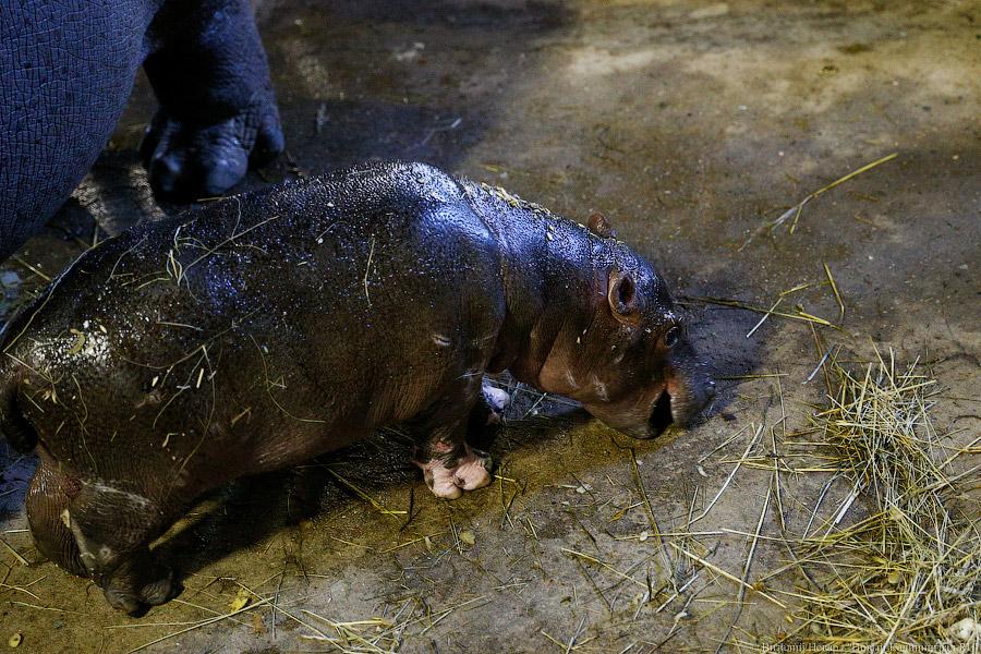 То ли сына, то ли дочь: в зоопарке Калининграда родился бегемотик (фото)