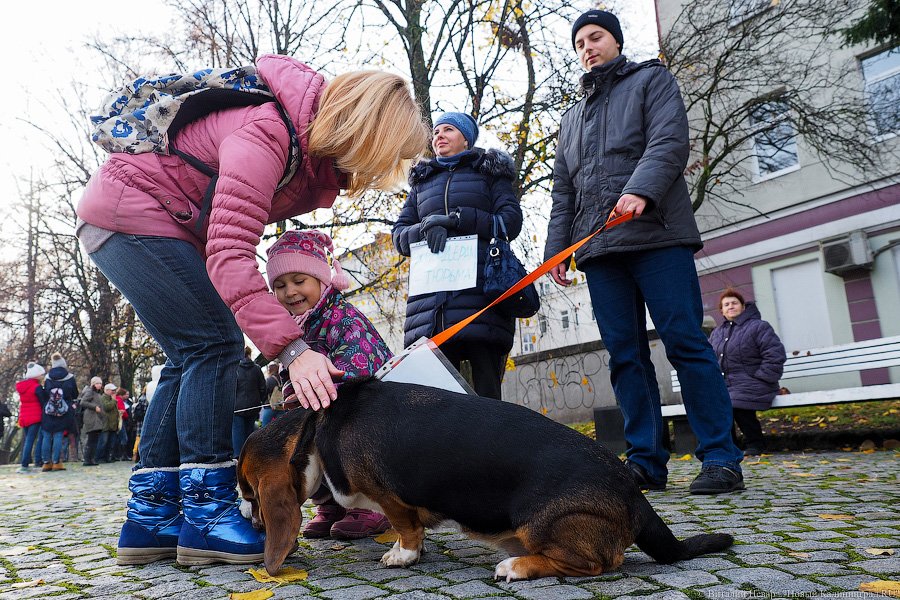 За что нас убивают?: как в Калининграде митинговали в защиту животных